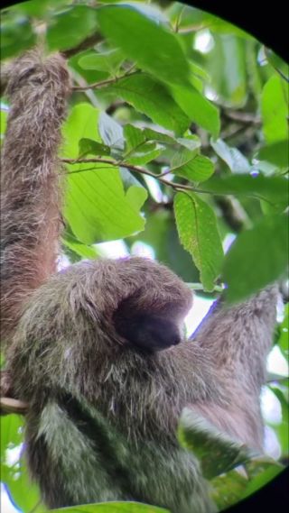 Pura vida, vida perezosa ;) 
Leniwiec to stan umysłu 🧡🦥 
#costarica #puravida #wildlife #exploremore #sloth